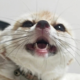 Nib